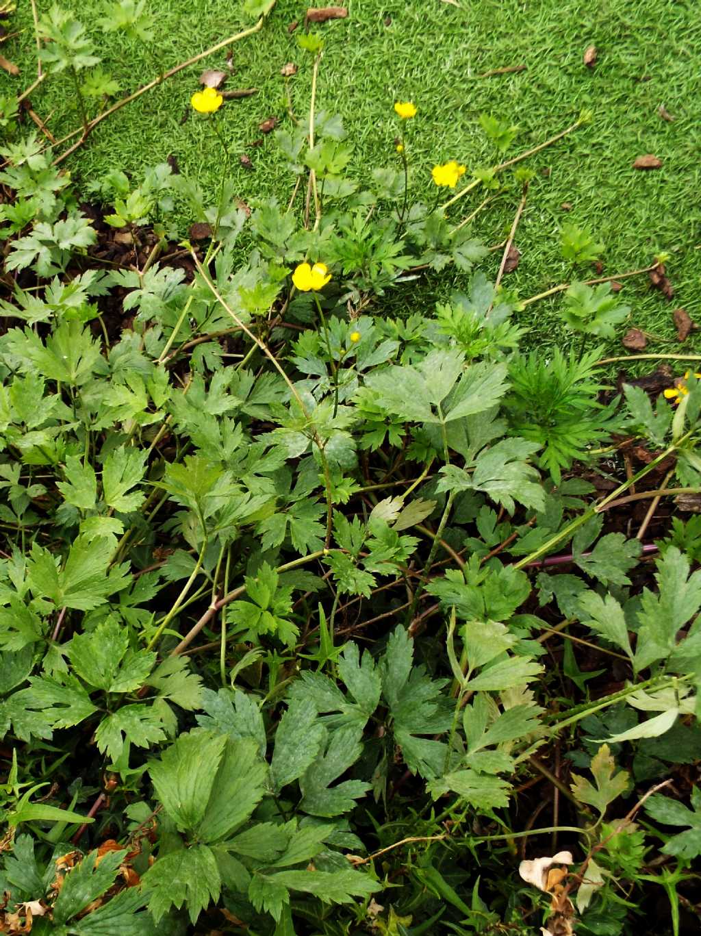 Ranunculus repens / Ranuncolo strisciante